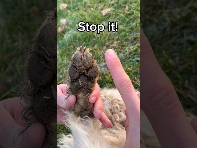 Stop cleaning your dog's paws like this
