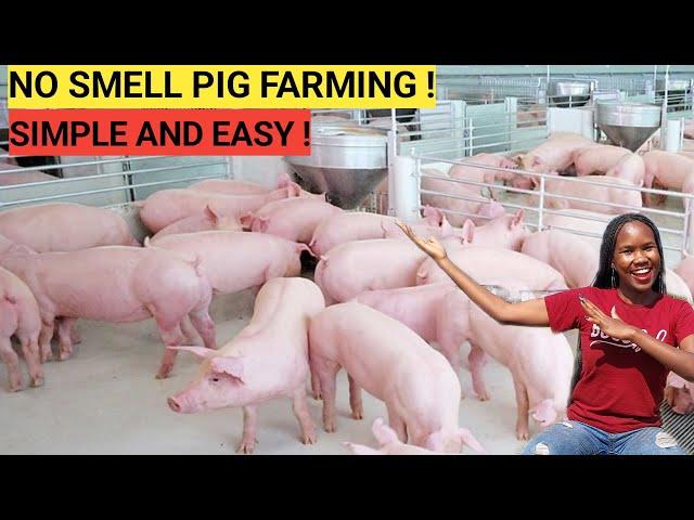 How To START A PIG FARM Business As A BEGINNER! ( DETAILED )| 2023