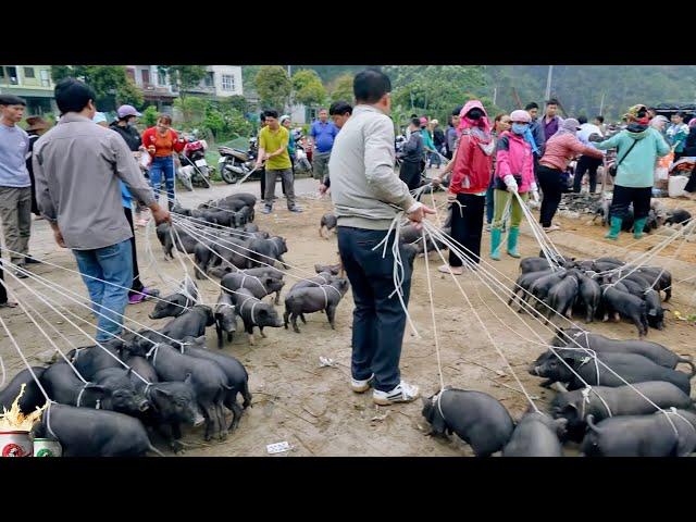 SAPA TV | CHỢ PHIÊN BIÊN GIỚI MƯỜNG KHƯƠNG BÁN TOÀN LỢN CẮP NÁCH