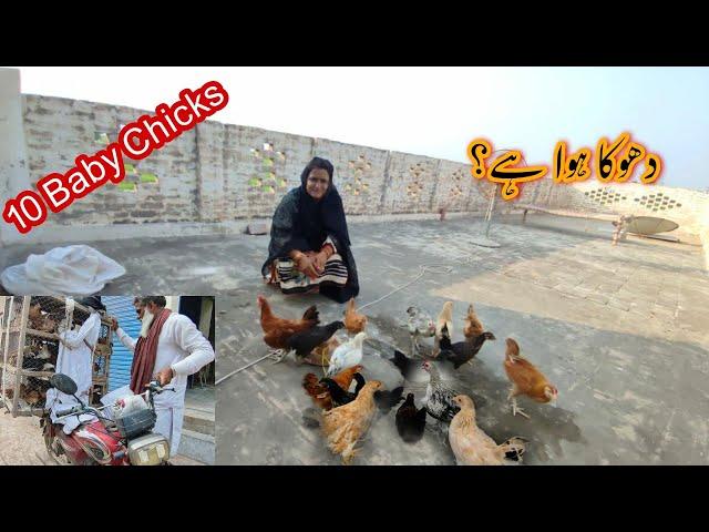 10 Baby Chicks Khreed LiyeMisbah Sajjad Vlogs
