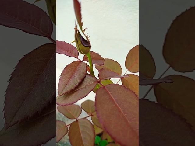 #gardening #garden #rose #youtube #youtubeshorts #shorts #short #aishwaryamirajkar #flowers #tips