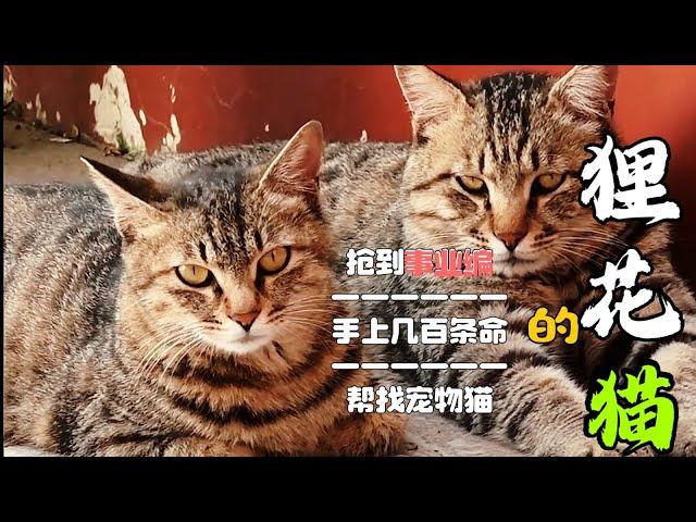 【狸花猫】哈哈 喵界扛把子的狸花喵成为海洋馆的头牌，拿到了让人羡慕的事业编。每天拉车的狸花猫 喵界丧彪只因手上几百条鸽子小鸡命战斗力真的是爆表啊 最有趣的是丢了宠物猫被狸花猫给找回来了！