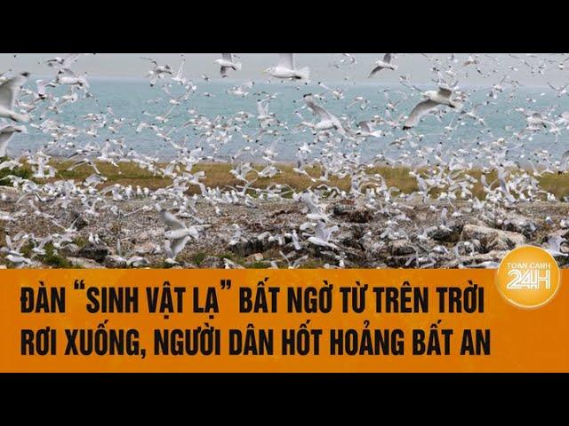 Vấn đề hôm nay: Đàn "sinh vật lạ’ bất ngờ từ trên trời rơi xuống, người dân hốt hoảng bất an