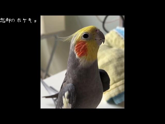 絶対にホケキョしないオカメインコ