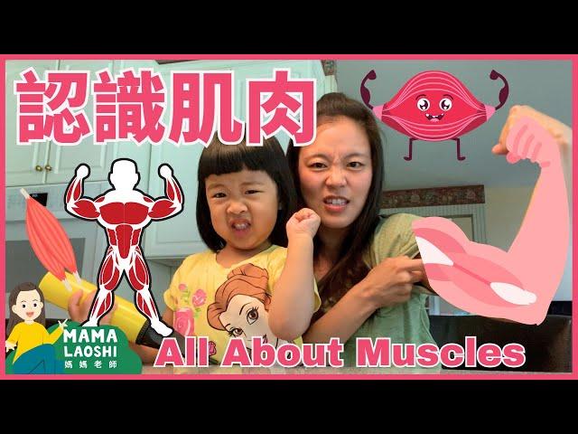 All about Muscles for Kids in Chinese! 親子探索：認識讓我們身體動起來的神奇肌肉！️‍️‍️‍️