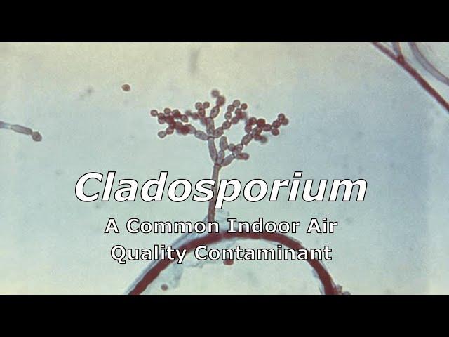 Cladosporium - A Common Indoor Air Quality Contaminant