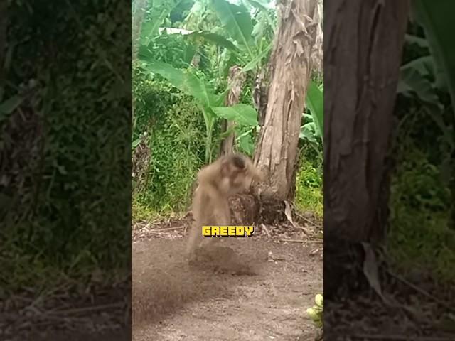 Watch how a banana trap catches a wild monkey! The greedy monkey #MonkeyTrap #Wildlife #BananaBait