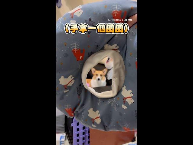 【防舔頭套變成套圈圈】拋出去柯基一抬頭秒被套中XD #Shorts