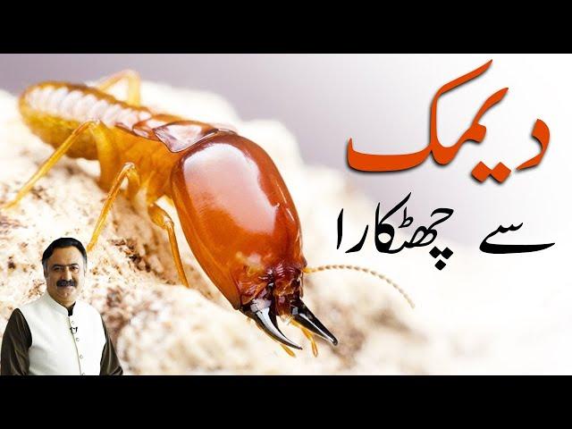 Deemak Khatam Karne Ka Tarika - Termite Control - Deemak ka Ilaj