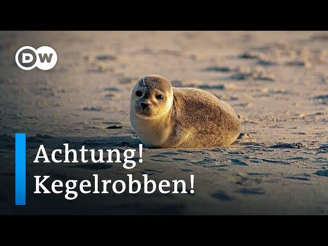 Kegelrobben auf Helgoland: Süß, aber gefährlich