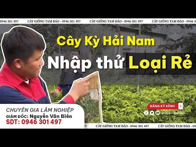 Nhập thử Cây Kỳ Hải Nam Loại Rẻ Giá 150 ngàn Về | sự khác biệt giống rẻ và giống đắt