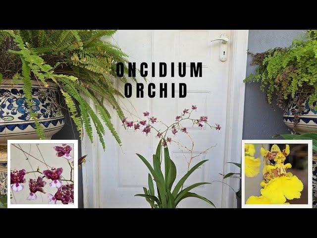 Oncidium Orchid Care, Propagation, and More | Dancing-Girl Orchid