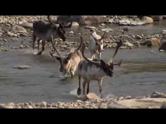 Nunavik's Big Three