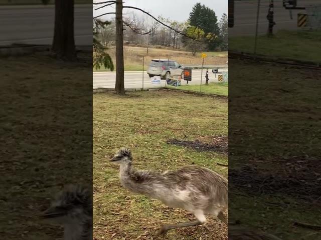 Run away emus with the zoomies