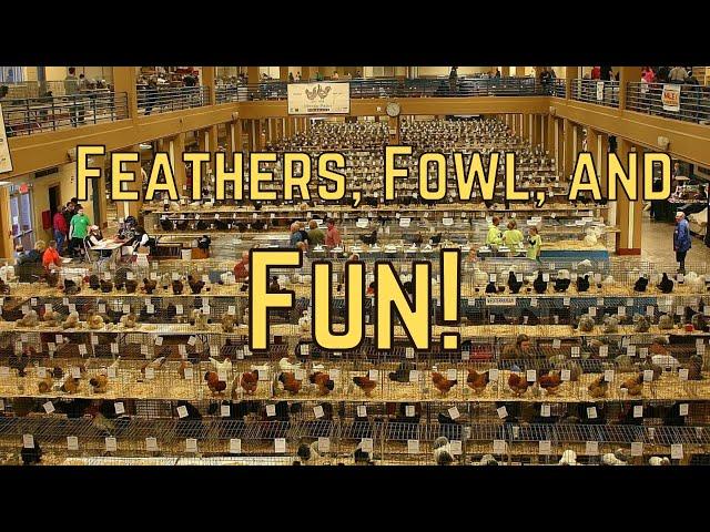 Feathers, Fowls, and Fun