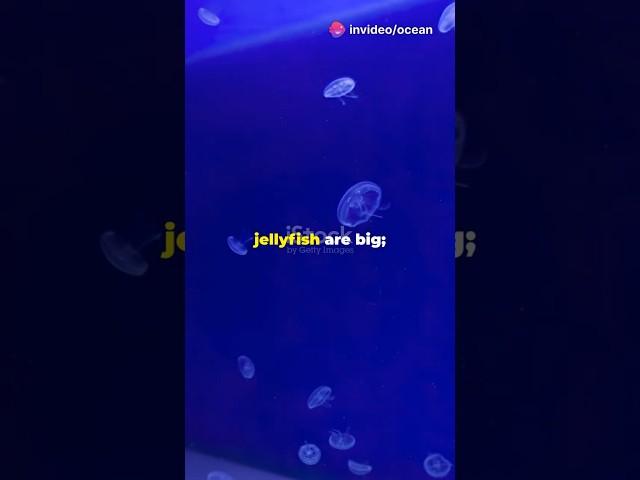 Unveiling the Mysteries of Jellyfish | Quick Facts