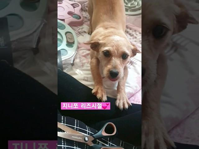 지니쪼 리즈시절  #강아지 #리즈 #강아지일상 #댕줍 #유기견  #반려견 #댕댕이  #견생역전 #dog #puppy #제주도 #제주살이 #jeju #챌린지