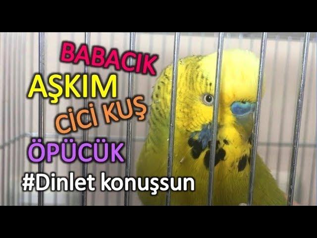 Konuşan muhabbet Kuşu Fıstık babacık aşkım cici kuş öpücük #dinletkonuşsun