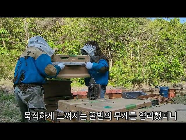 정리채밀, 햇꿀 받기 위한 작업. 비 소식은 금물! #정리채밀 #햇꿀받기#꿀벌관리