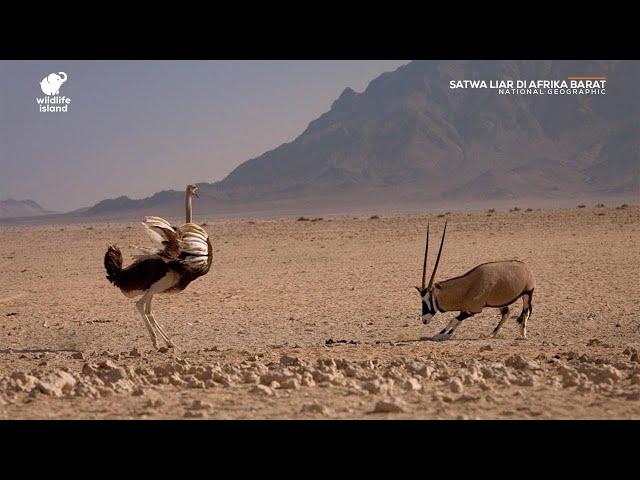 Satwa Liar di Afrika Barat (Documentary) - National Geographic