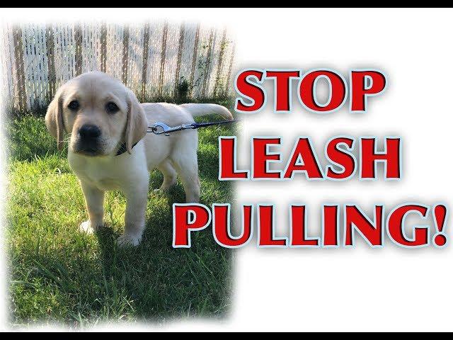 How to train your PUPPY to walk on a loose leash!