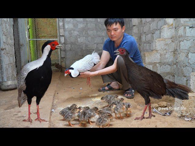 A flock of white pheasants have just hatched. Robert | Green forest life