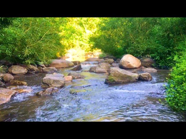 Relaxing Natural Sounds:The Sound of Flowing Water, Birds Singing Dung Duong | Sounds for Deep Sleep