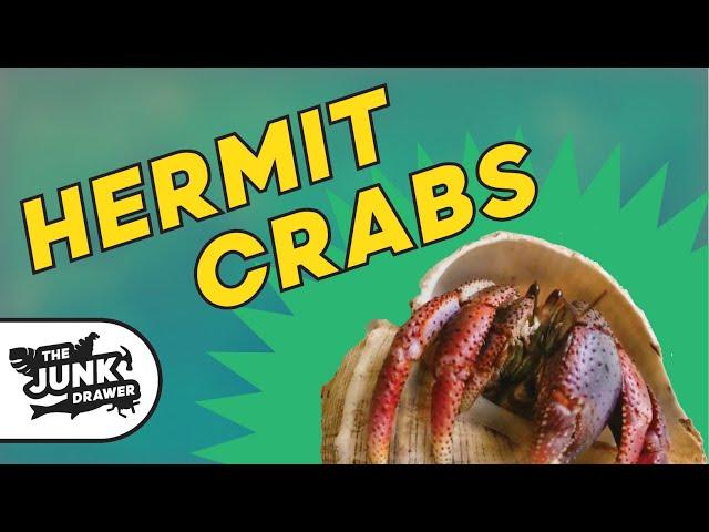 Hermit Crabs! - Purple Pincher Facts