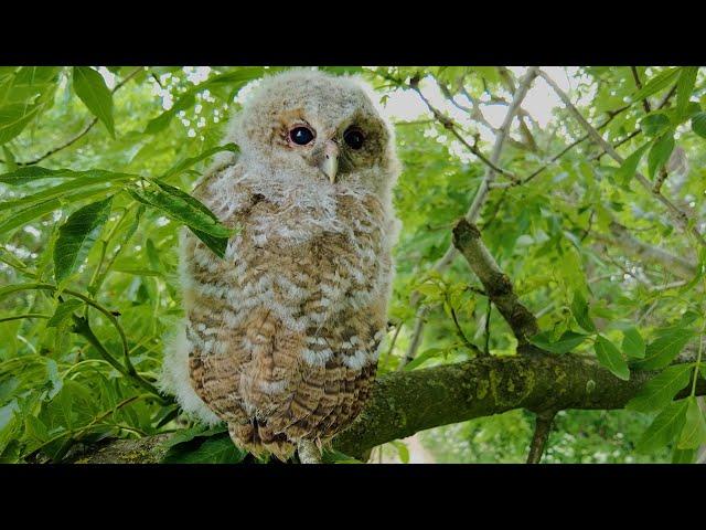 Tawny Owl Chicks Flourish Against All Odds  | Full Story | Bonnie & Ozzy | Robert E Fuller