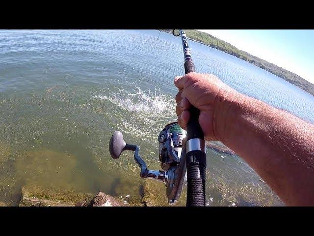 How To Catch HUGE Catfish From The Bank