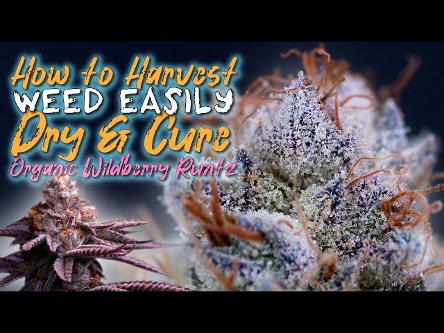 HOW TO HARVEST, DRY & CURE WEED EASILY | ORGANIC WILDBERRY RUNTZ EP4