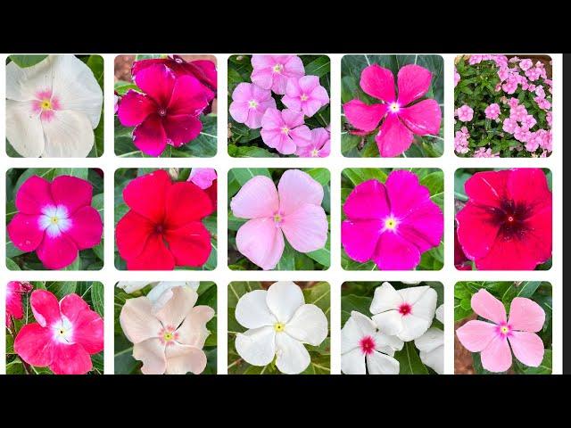 Vinca Flowers | 3K Organic Seeds