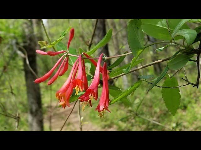 5 AMAZING NATIVE NORTH AMERICAN HONEYSUCKLES