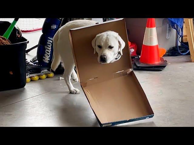 CUTEST GUILTY PETS   | Funny Animal Compilation