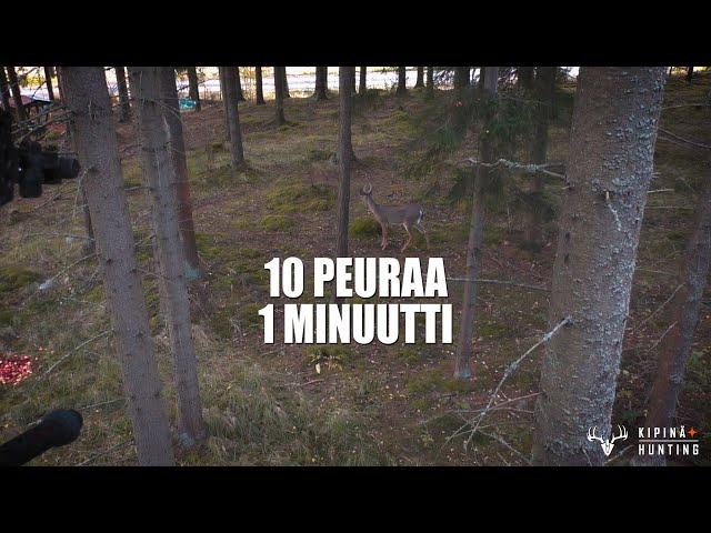 PEURAN JOUSIMETSÄSTYSTÄ - 10 Peurakaatoa / BOWHUNTING WHITETAIL DEER