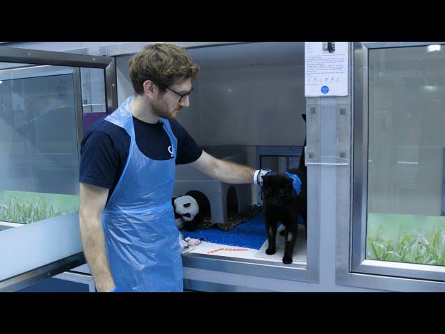 A day in the life of a Rehoming and Welfare Assistant | Working at Cats Protection