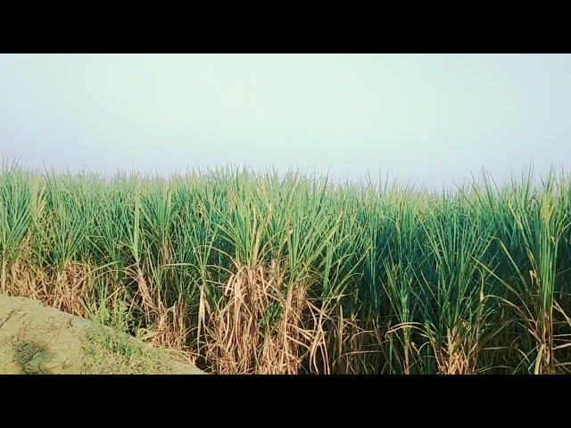 My first vlog 3rd lahar#marotipawarvlog