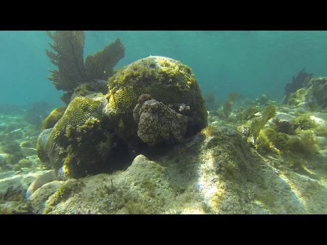 Beverly Hills Beach. Utila Honduras (by Snorkeling Quest)