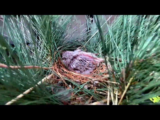 Finch aviary, outdoor aviary, canary aviary, @paradiseparkaviary  #paradiseparkaviary bird aviary