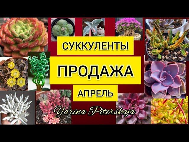 Суккуленты.  Продажа.  Апрель.