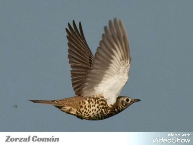 Zorzal Común, Sonido canto el mejor para llamar HD.#reclamo#aves#avessilvestreslivresnanatureza