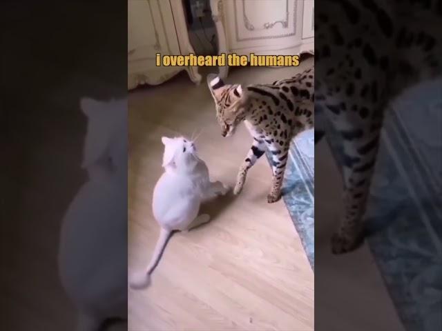 Chester & Snowball
