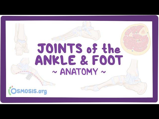 Joints of the ankle and foot: Anatomy