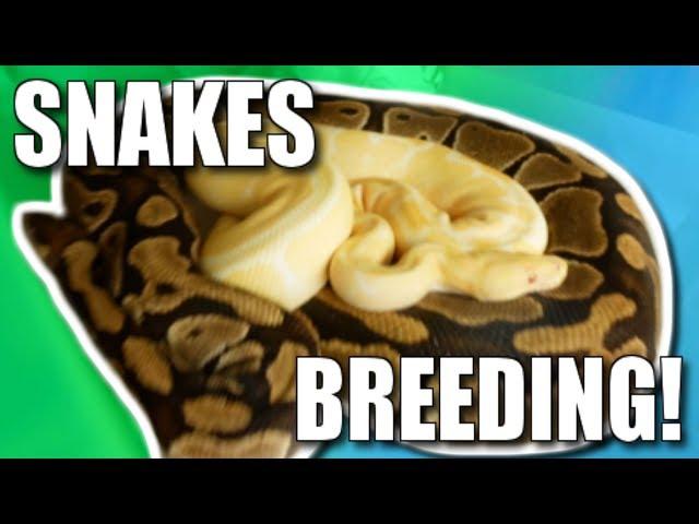 SNAKE BREEDING UPDATE!!! | BRIAN BARCZYK