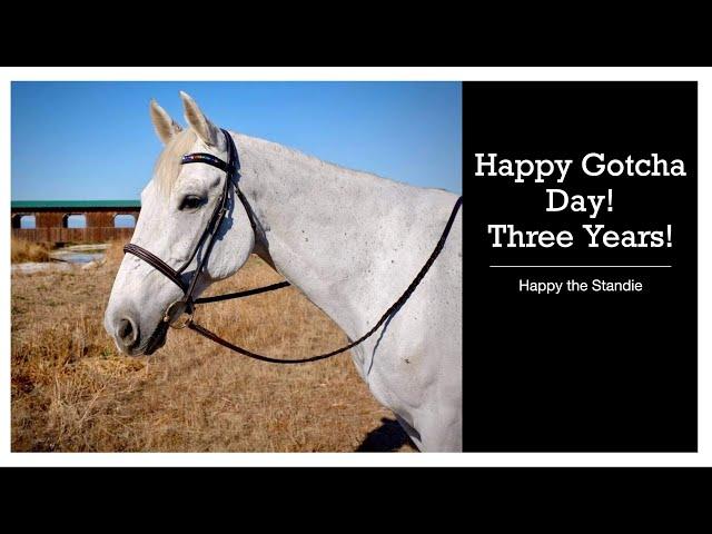 Happy Gotcha Day! Three Years! | Happy The Standie