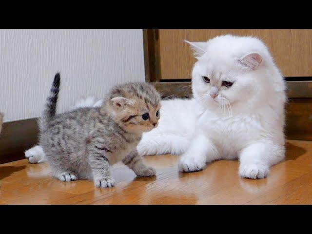 The kitten approaching the daddy cat to play with him was so cute.