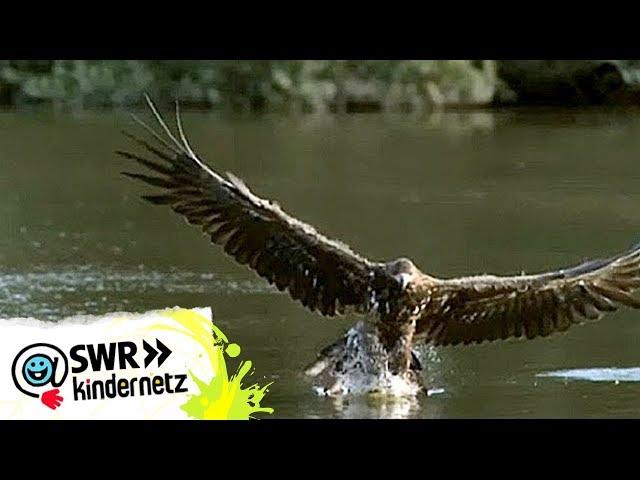 Steinadler bei OLI's Wilde Welt | SWR Kindernetz