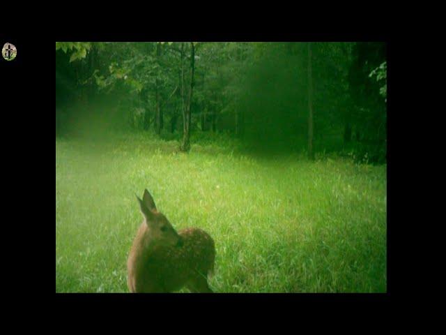 Capture Wildlife Like Never Before: IP66 Waterproof Hunting Camera with 1080P Video