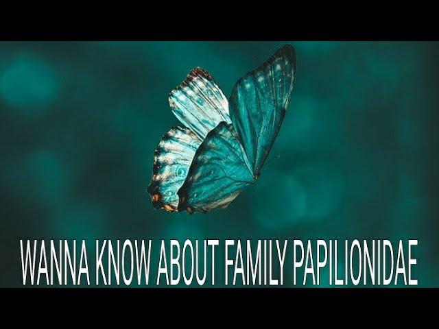 Classification of butterfly (Family - papilionidae)