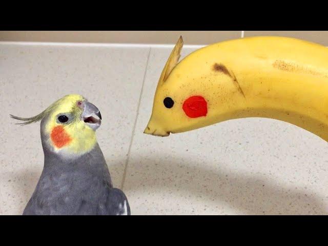 The World's Funniest Parrots To Make You Laugh! 